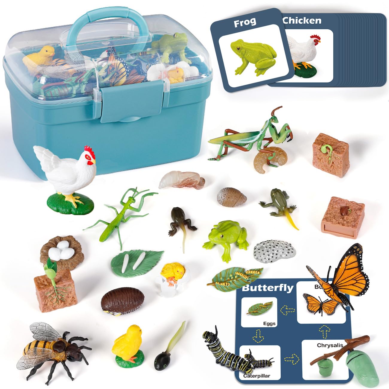 Bambilo Life Cycle Learning Toys – 25-Piece Animal & Plant Education Kit