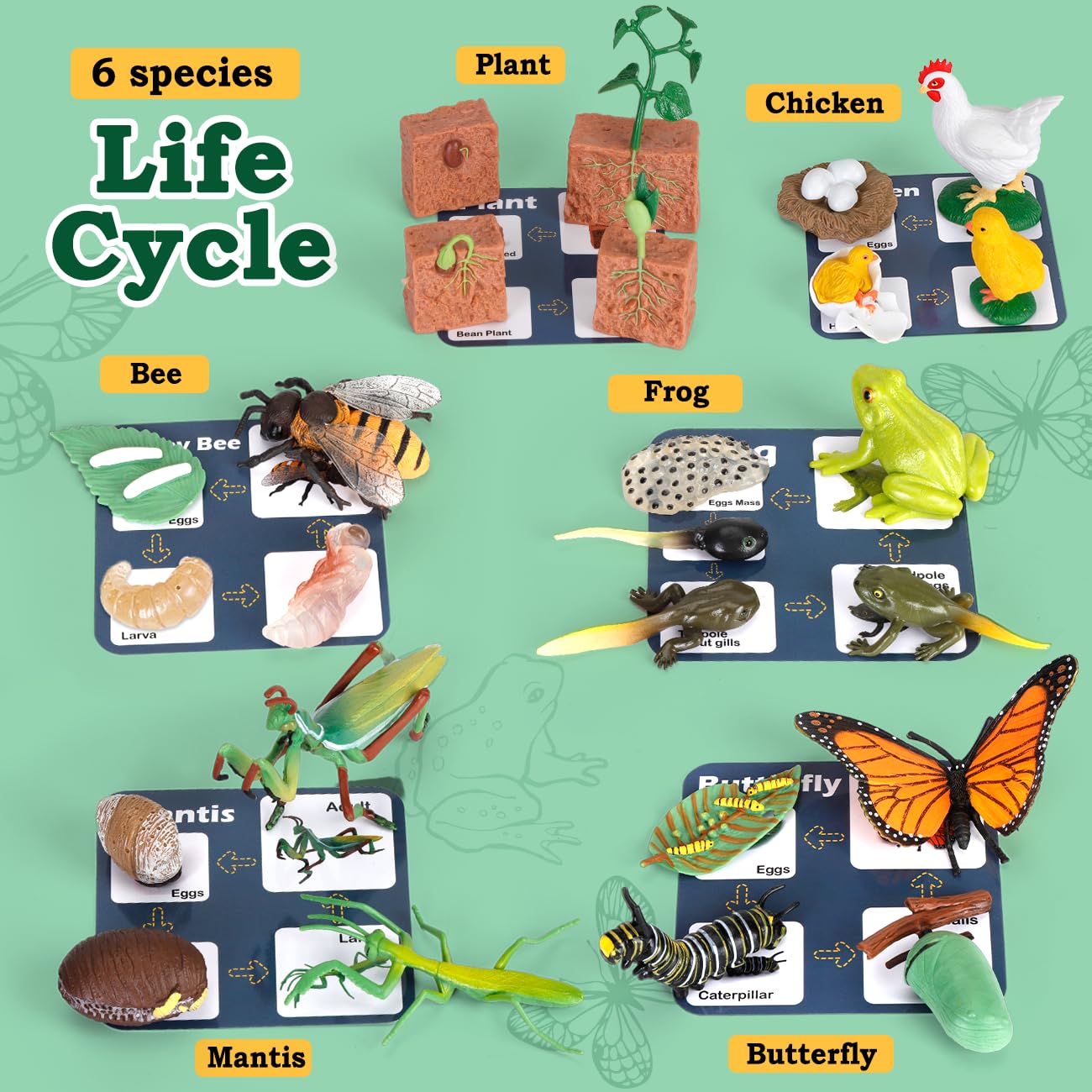 Bambilo Life Cycle Learning Toys – 25-Piece Animal & Plant Education Kit