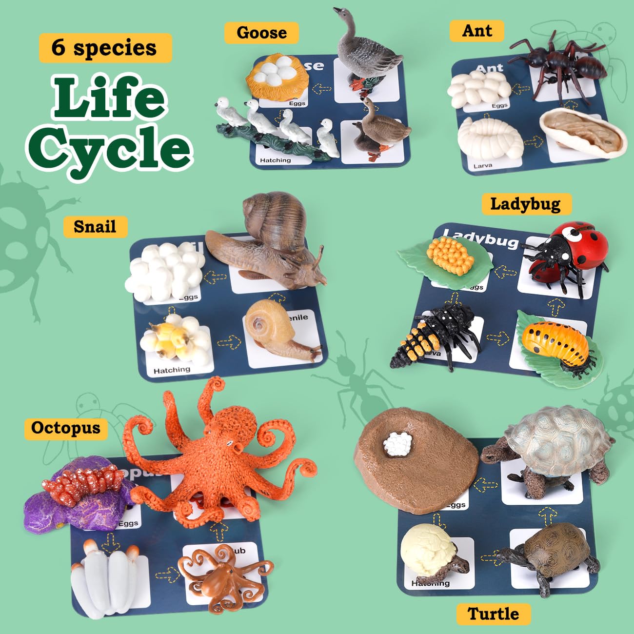 Bambilo Life Cycle Toys for Kids – 24 STEM Animal Models (3–10)