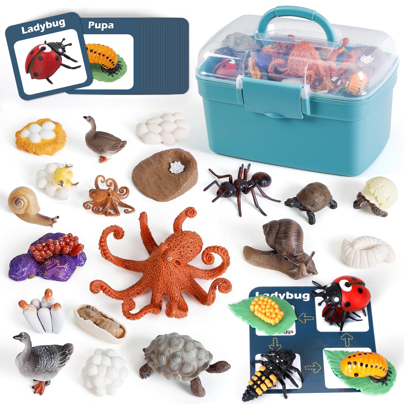 Bambilo Life Cycle Toys for Kids – 24 STEM Animal Models (3–10)