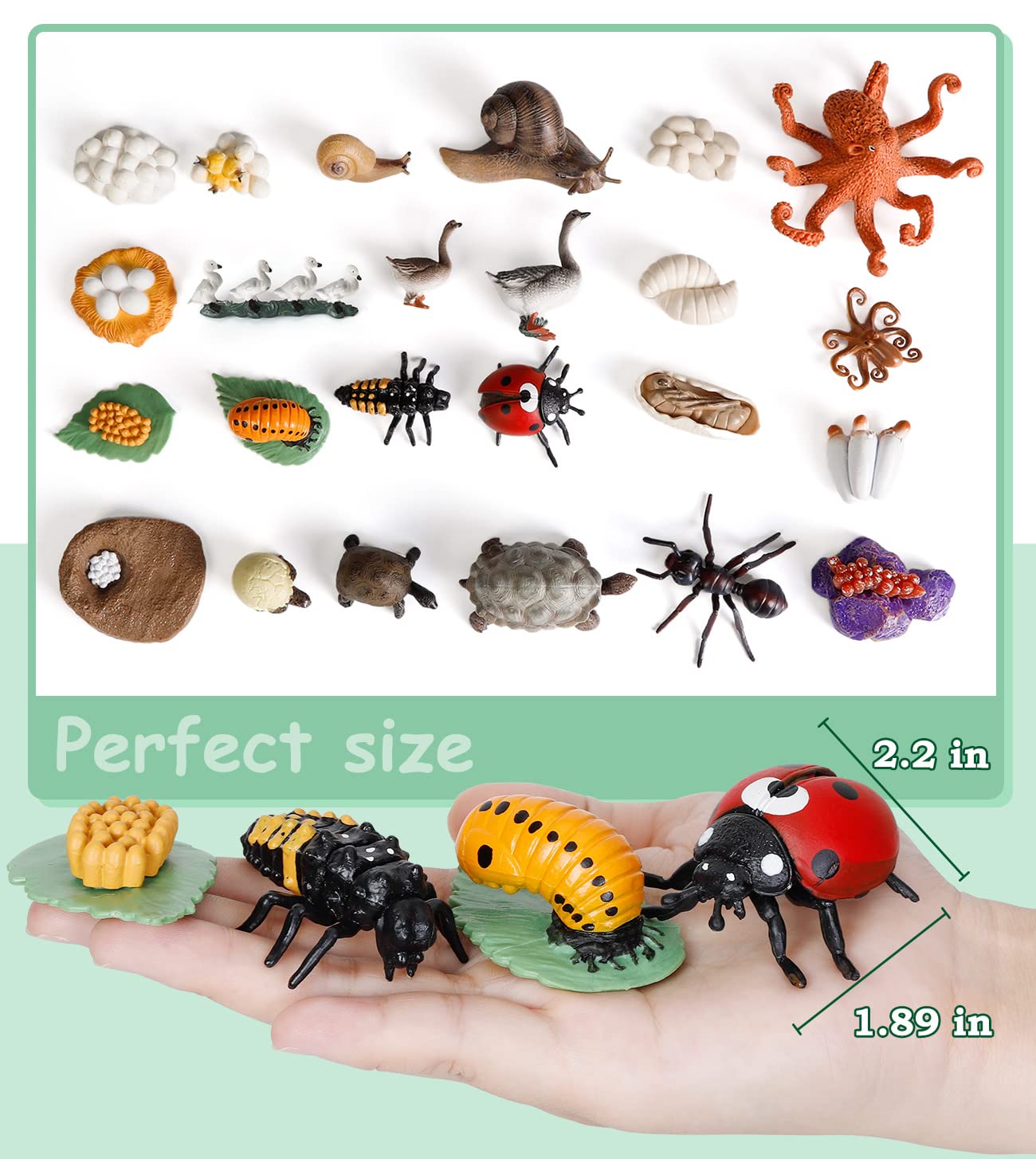 Bambilo Life Cycle Toys for Kids – 24 STEM Animal Models (3–10)