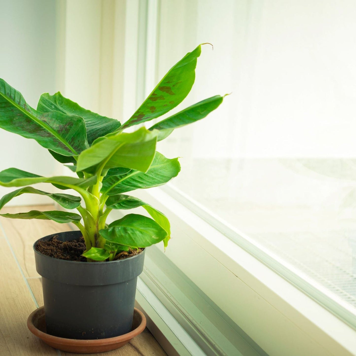 Musa Tropicana (Banana Plant)