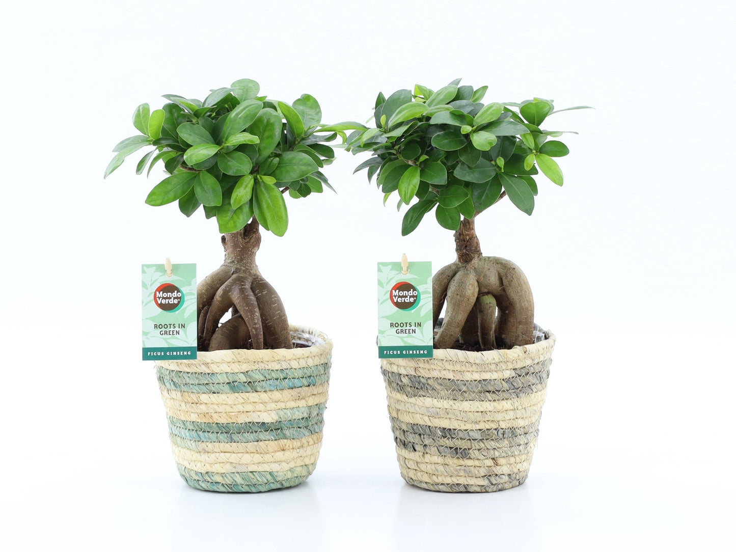 Ficus Mi Ginseng Mand Noah Lines