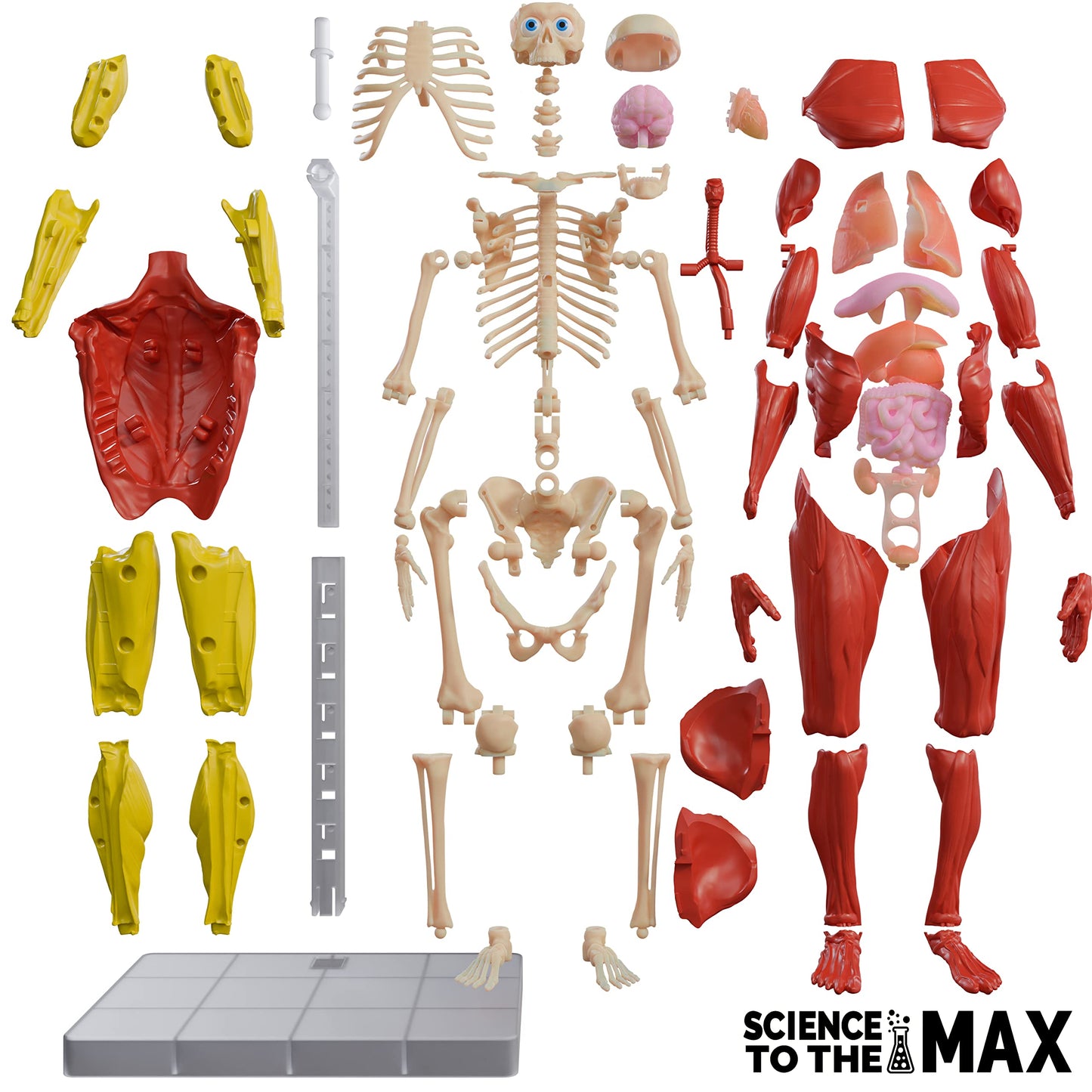 Be Amazing! Toys Interactive Human Body – 14-inch Poseable Anatomy Model with Removable Organs, Muscles, and Bones