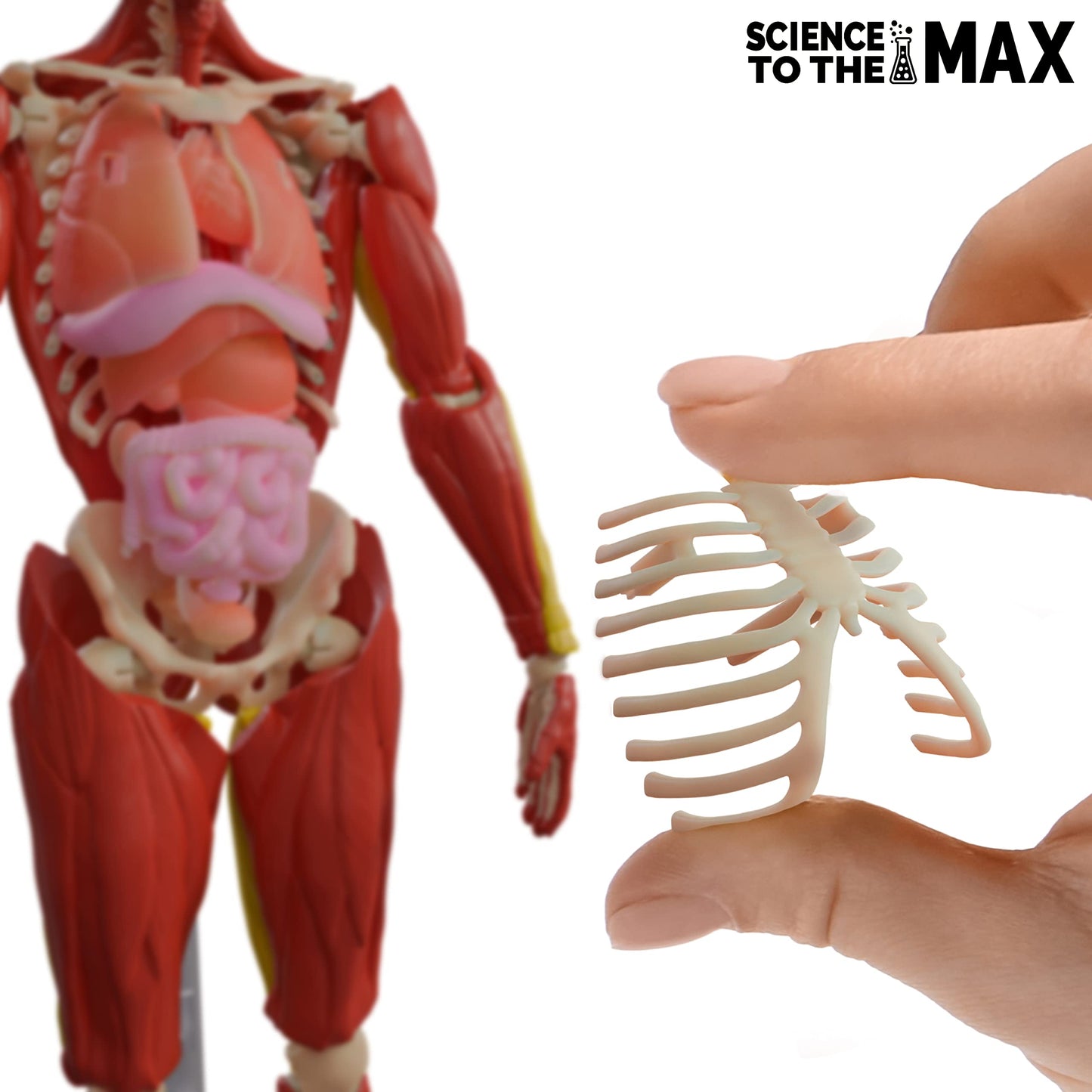 Be Amazing! Toys Interactive Human Body – 14-inch Poseable Anatomy Model with Removable Organs, Muscles, and Bones
