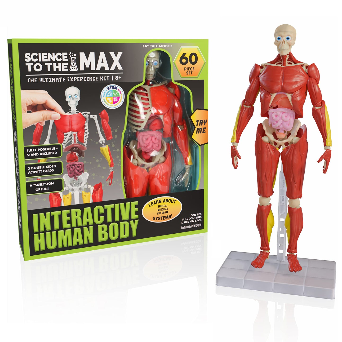 Be Amazing! Toys Interactive Human Body – 14-inch Poseable Anatomy Model with Removable Organs, Muscles, and Bones