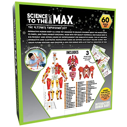 Be Amazing! Toys Interactive Human Body – 14-inch Poseable Anatomy Model with Removable Organs, Muscles, and Bones