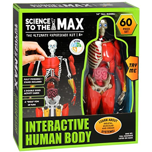 Be Amazing! Toys Interactive Human Body – 14-inch Poseable Anatomy Model with Removable Organs, Muscles, and Bones