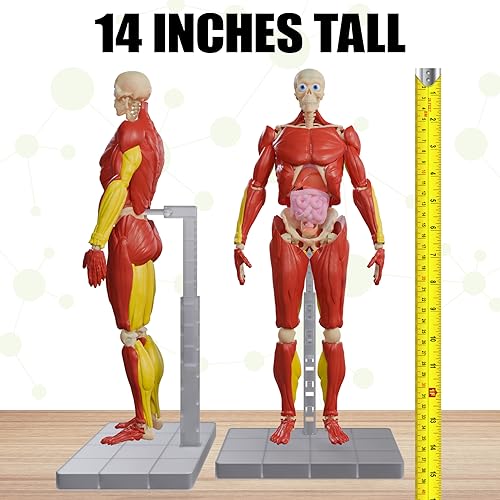Be Amazing! Toys Interactive Human Body – 14-inch Poseable Anatomy Model with Removable Organs, Muscles, and Bones