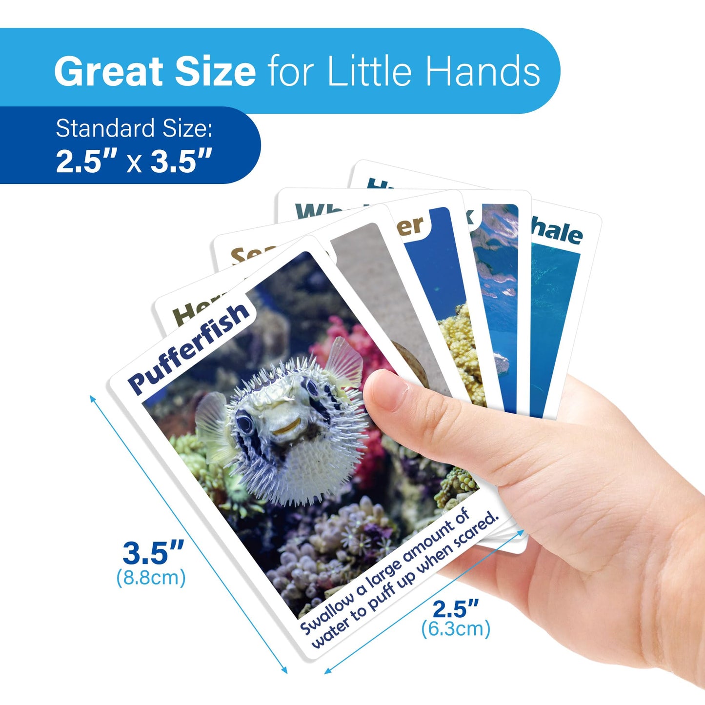 BenBen Go Fish Card Game for Kids – 104 Ocean Cards, Real Photos & Learning Fun