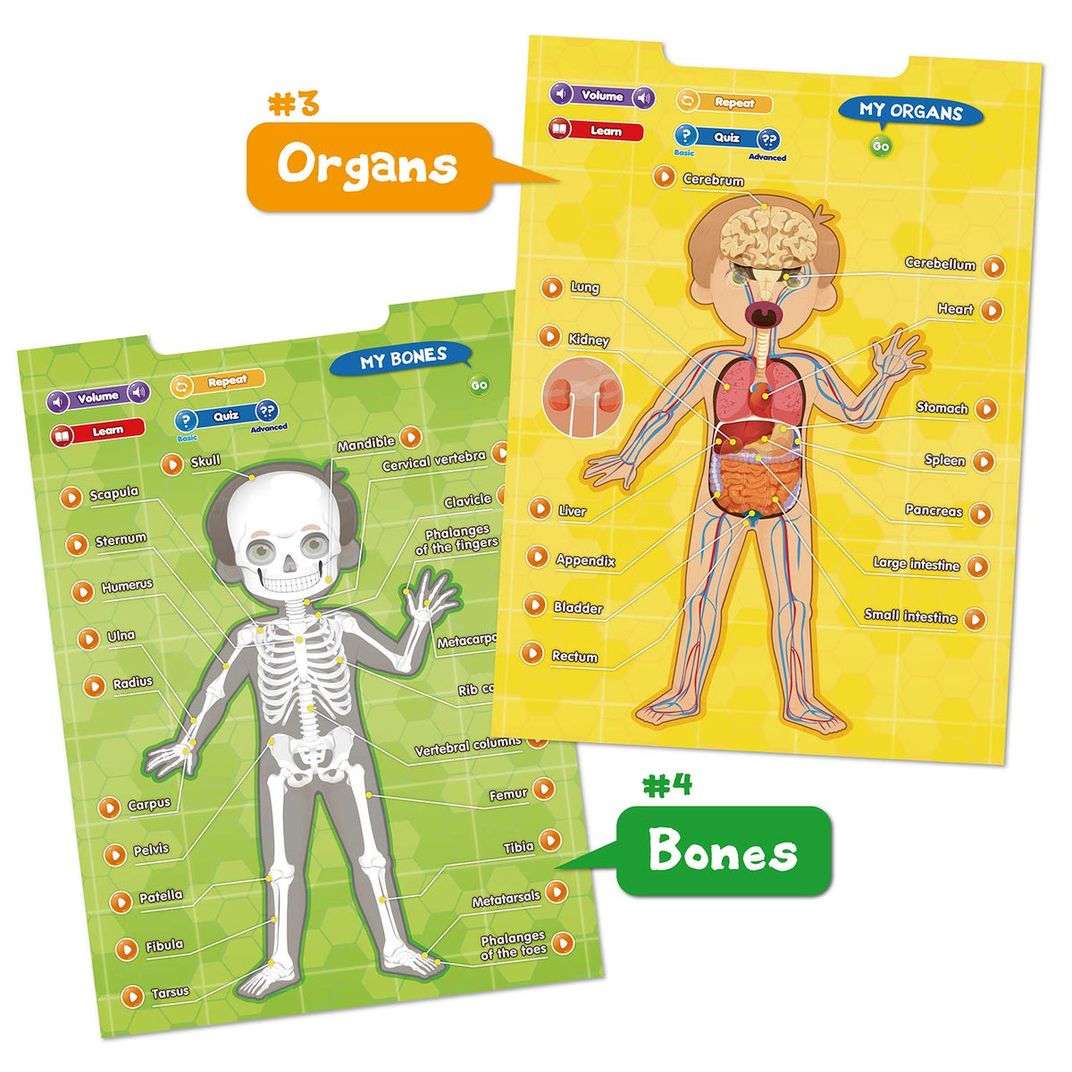 Best Learning i-Poster My Body – Interactive Anatomy Toy for Kids 5-12