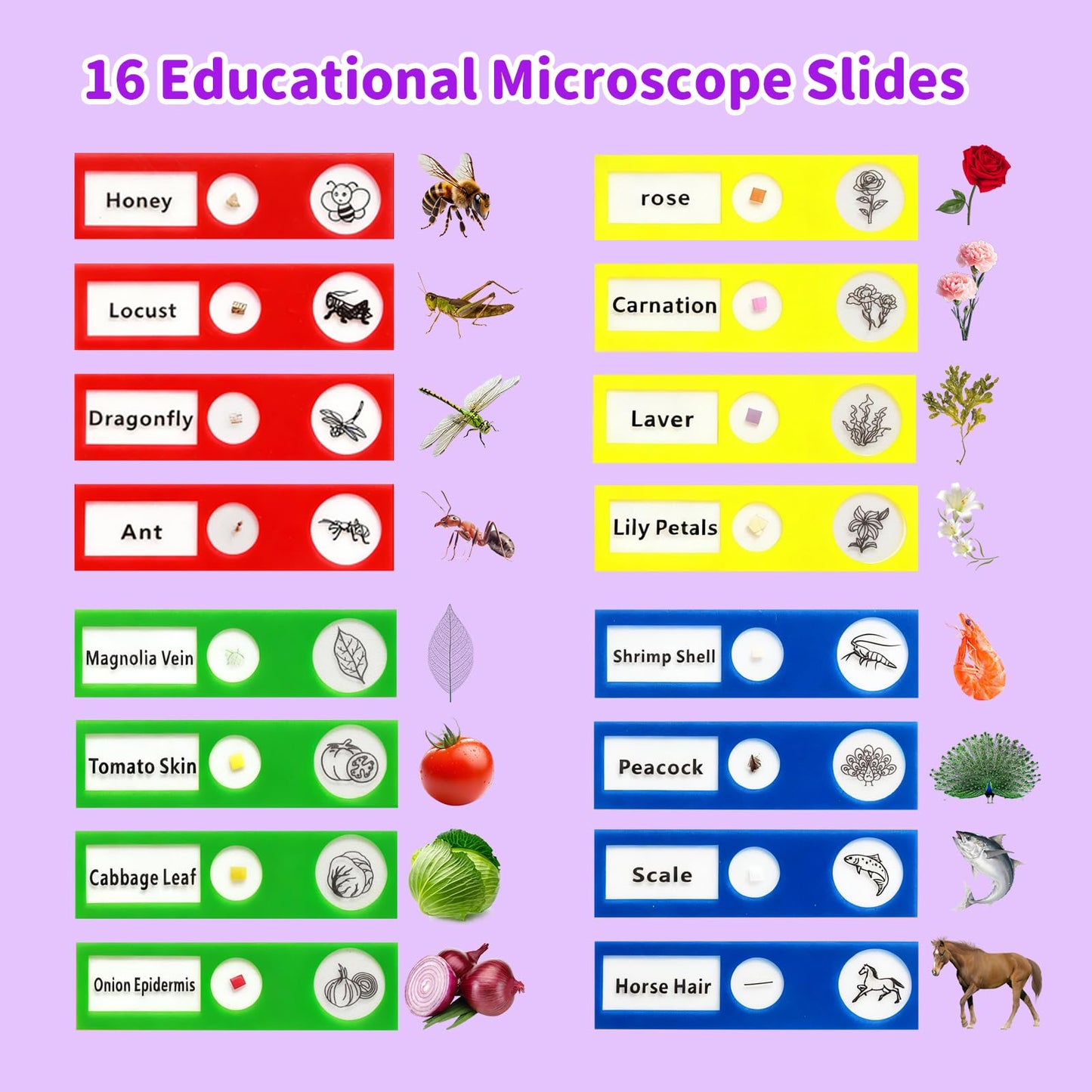 BLACKROOT Kids Microscope — 2.4-inch Handheld Digital Pocket Scope, 1000x Magnification, 16 Slides, Purple
