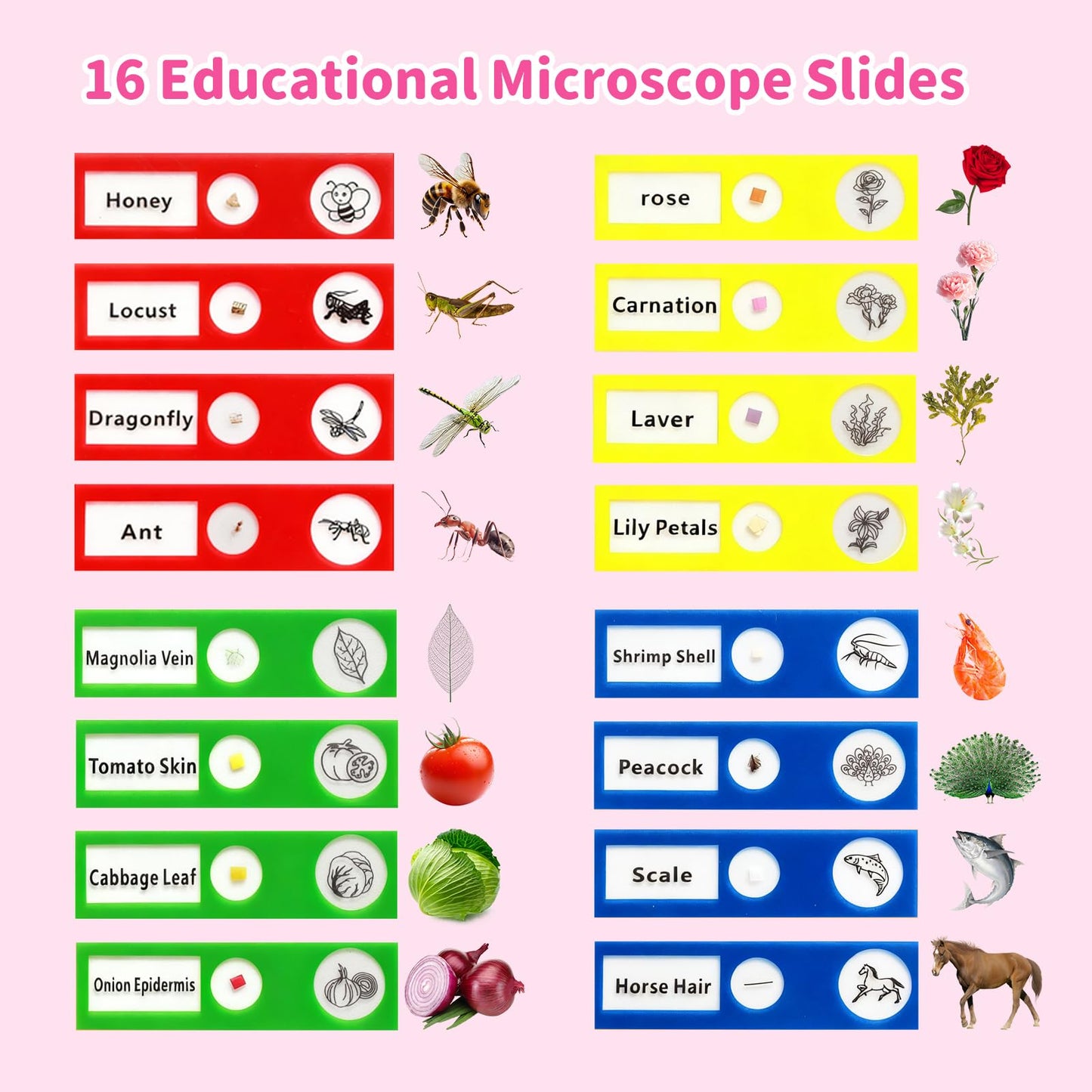 BLACKROOT Kids Microscope – 2.4-inch Handheld Digital Pocket Microscope