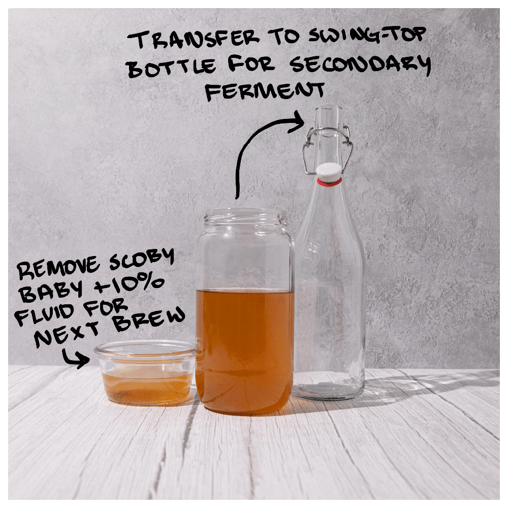 Blighty Booch Baby Kombucha Starter + Tea Bundles