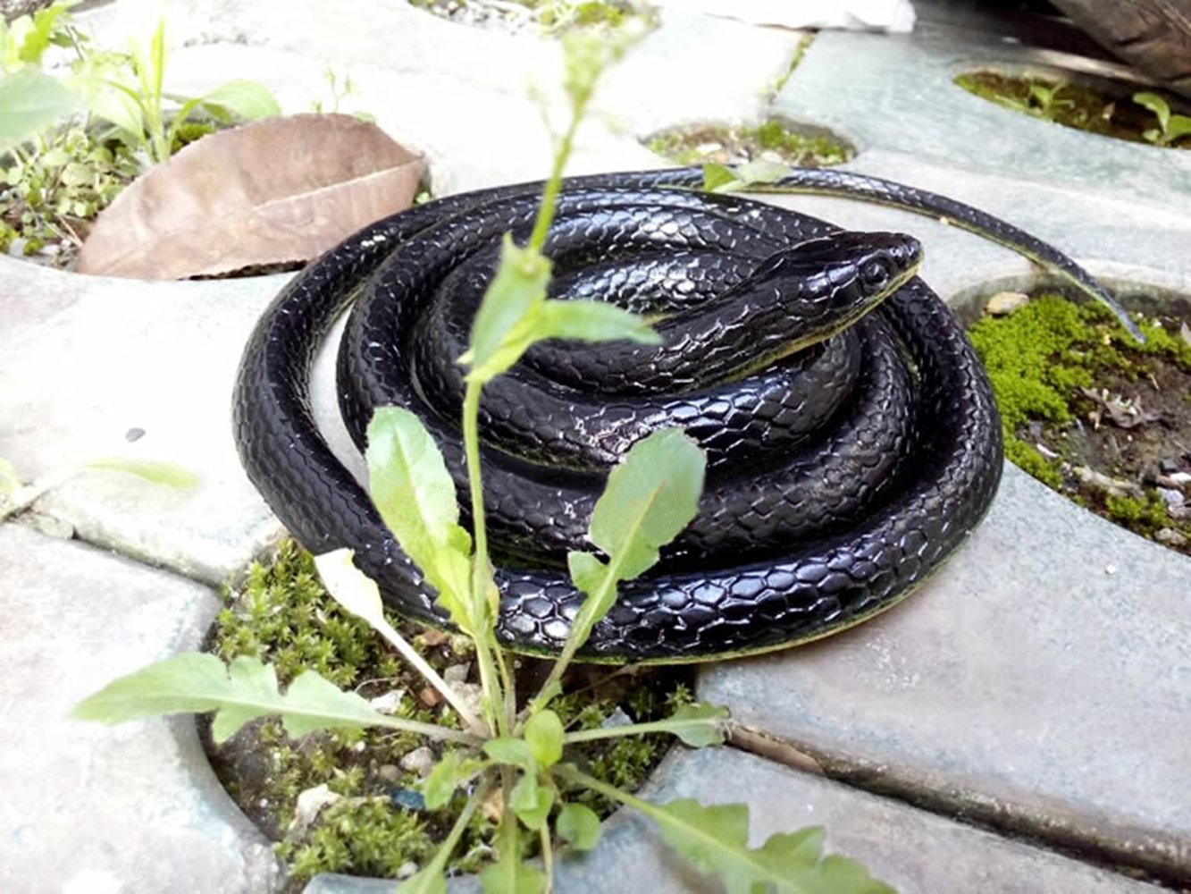 Brandon-super Realistic Rubber Snake 52in – Garden Scare Toy