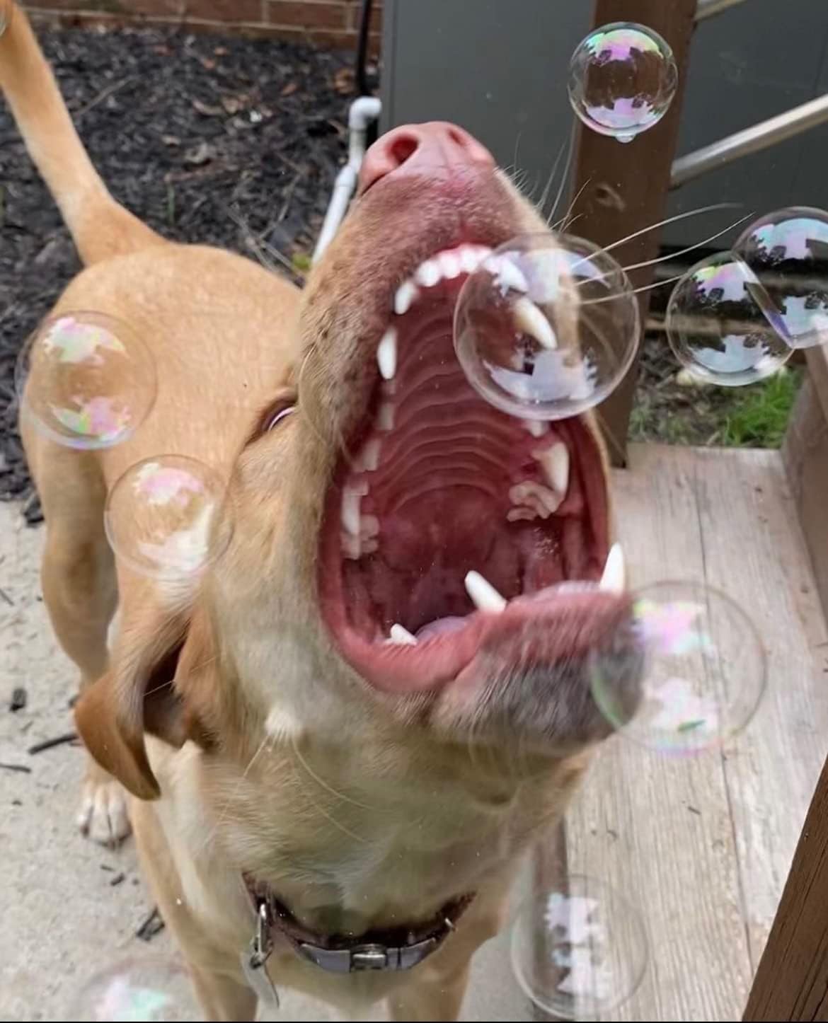 Bubbletastic Bacon Bubbles for Dogs - 8oz Tear-Free, Non-Toxic, USA