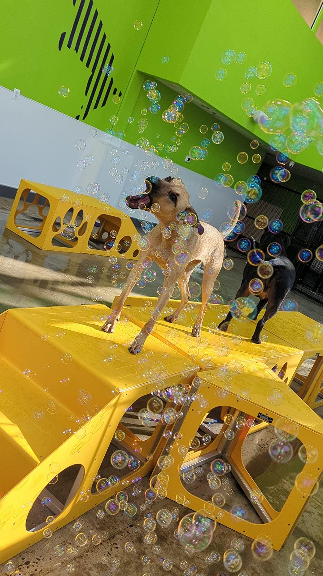 Bubbletastic Bacon Bubble Machine for Dogs – Free 8oz Bacon Bubbles Included