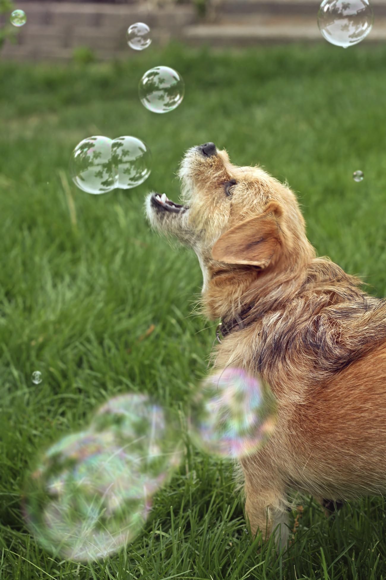 Bubbletastic Bacon Bubble Machine for Dogs – Free 8oz Bacon Bubbles Included