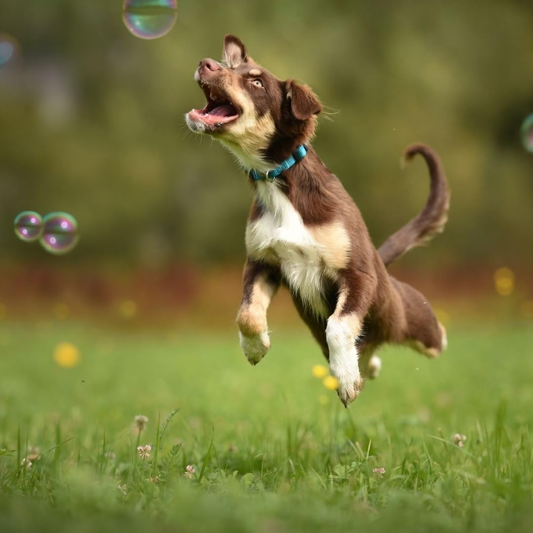 Bubbletastic Bacon Bubbles for Dogs - 8oz Tear-Free, Non-Toxic, USA