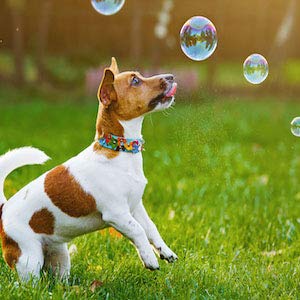 Bubbletastic Bacon Bubbles for Dogs - 8oz Tear-Free, Non-Toxic, USA