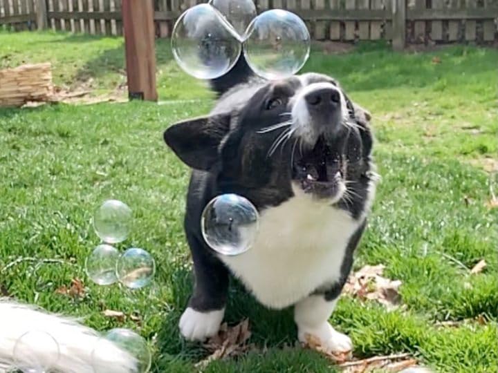 Bubbletastic Bacon Bubble Machine for Dogs – Free 8oz Bacon Bubbles Included