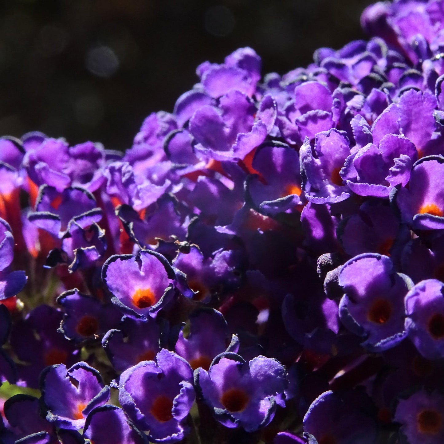 Buddleja davidii 'Black Knight'
