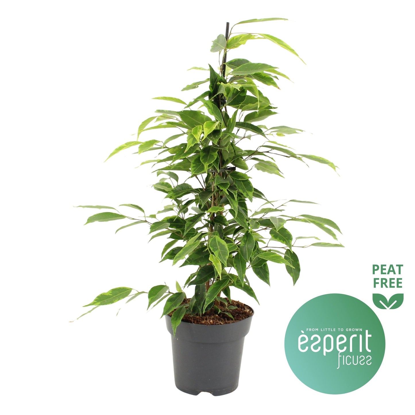 Ficus Be Anastasia