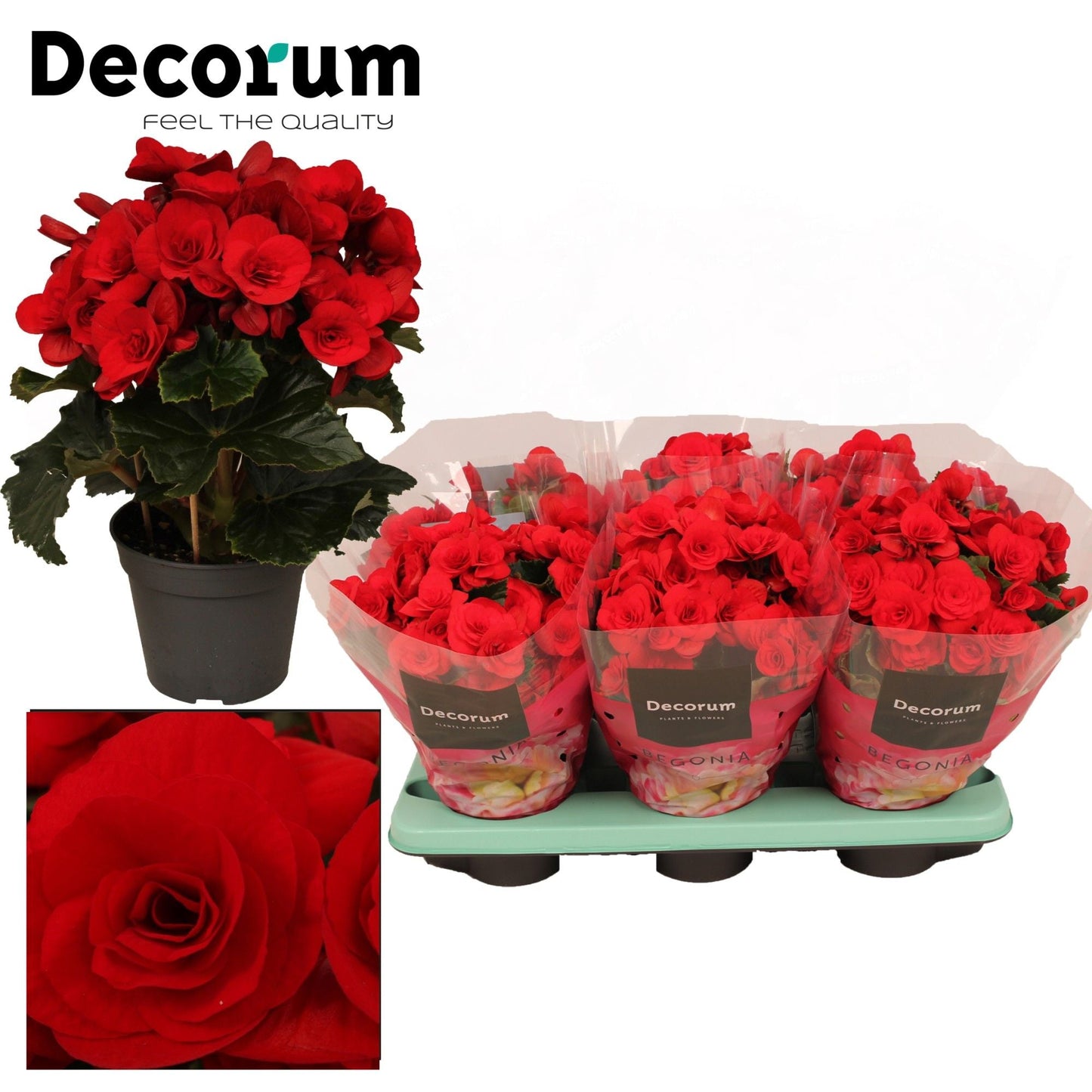 BegoniaDu Rood Baladin
