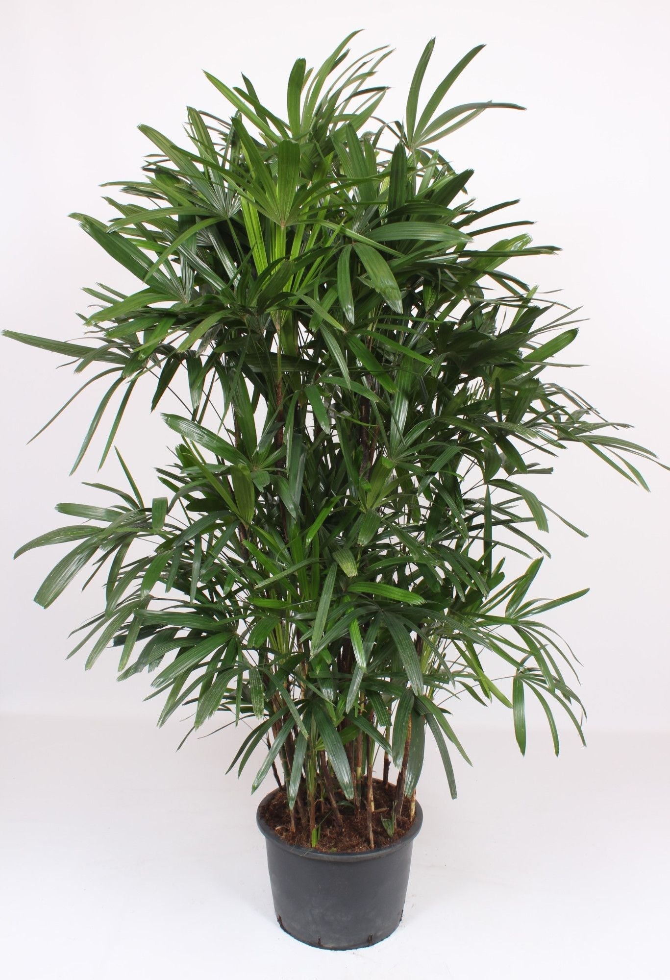 Rhapis Excelsa