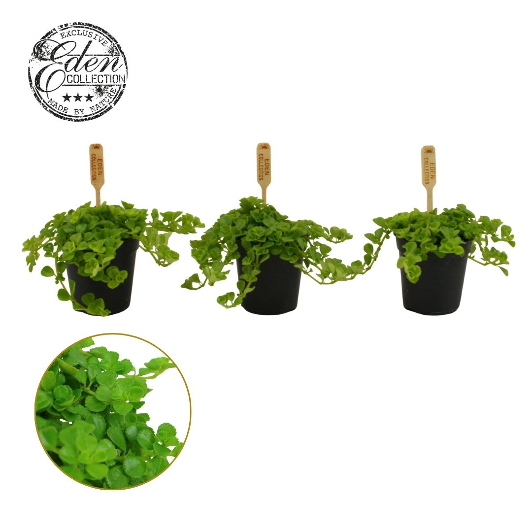 Pilea Depressa