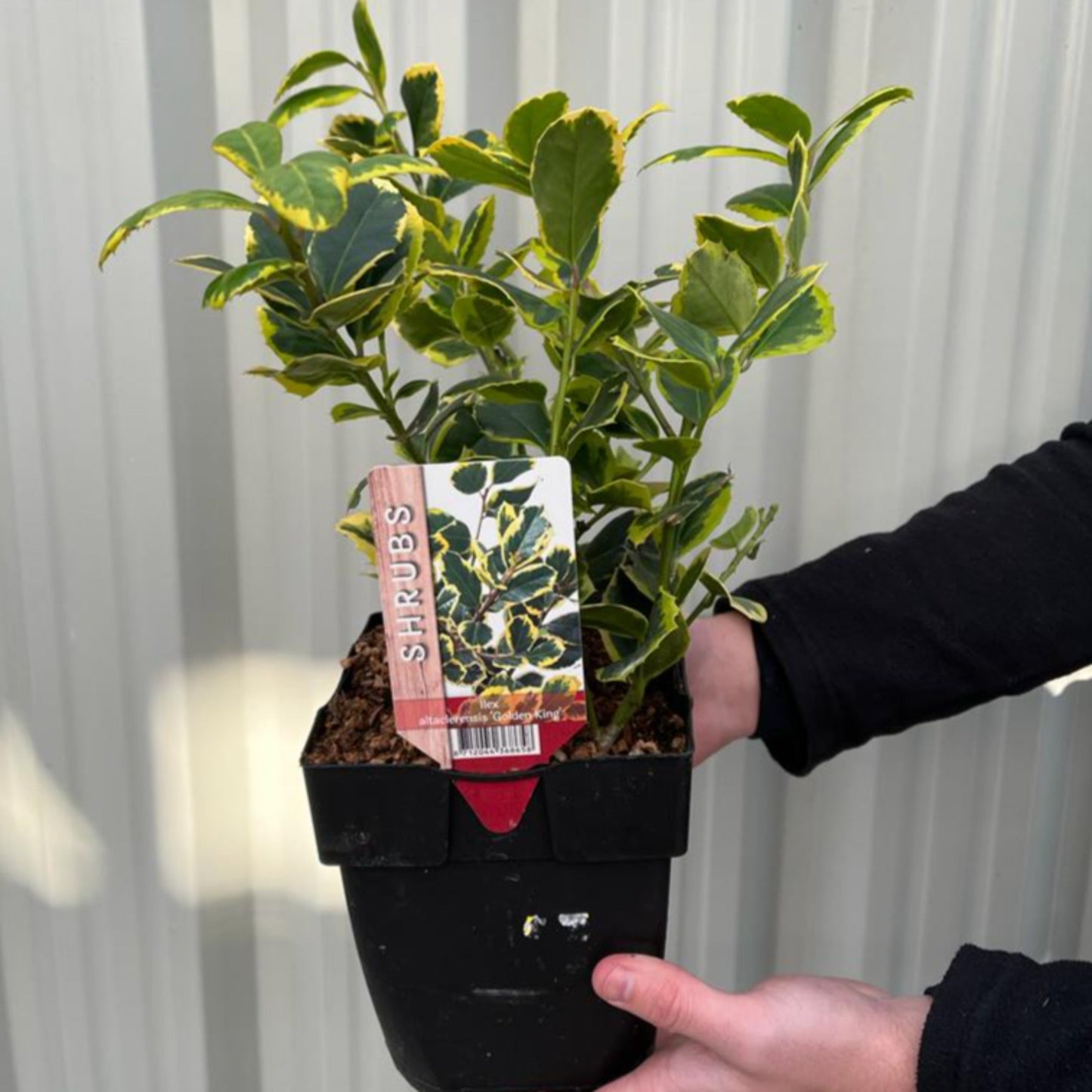 Ilex x altaclarensis  'Golden King' | Variegated Holly 9cm / 2L