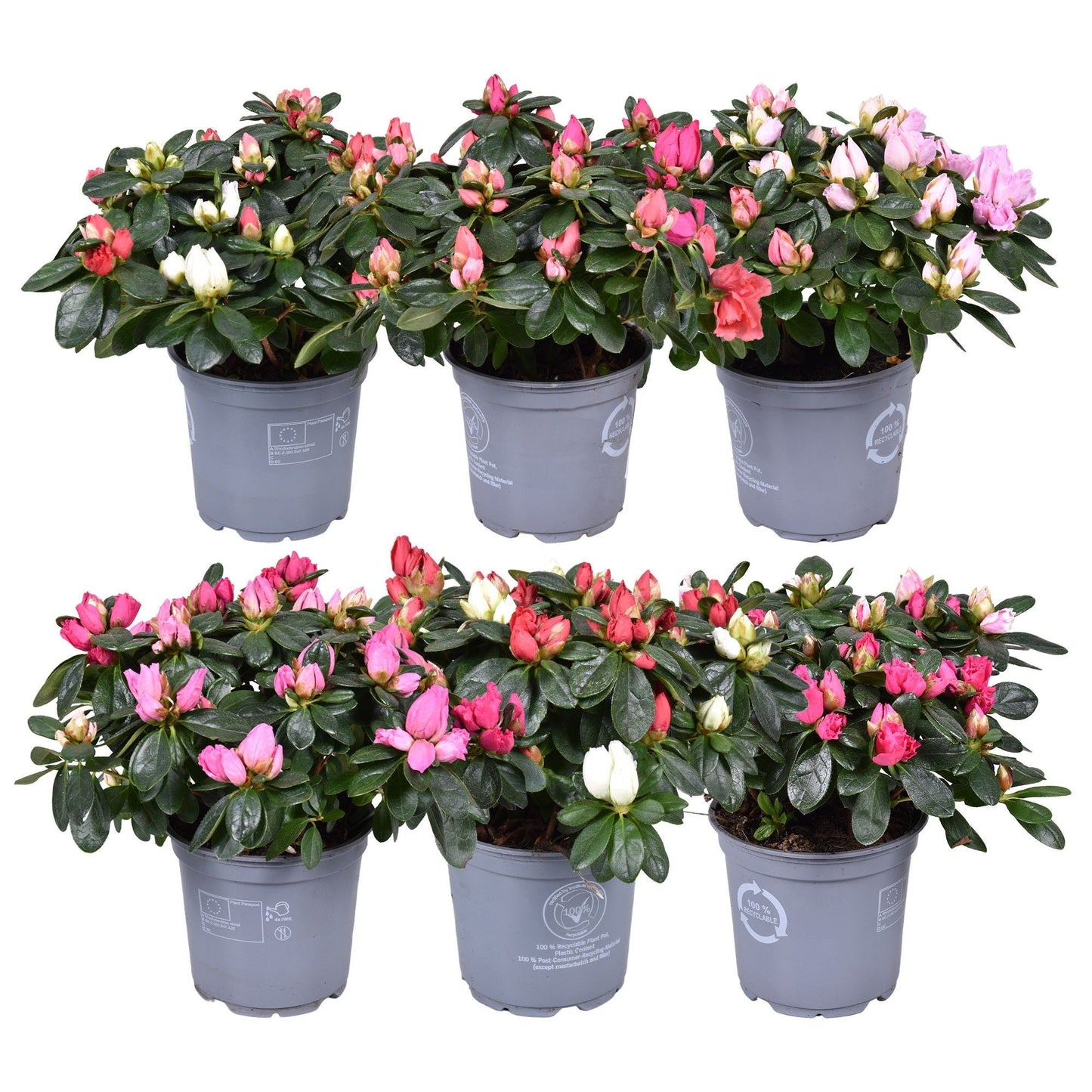 Rhodo Si Gemengd Carnaval