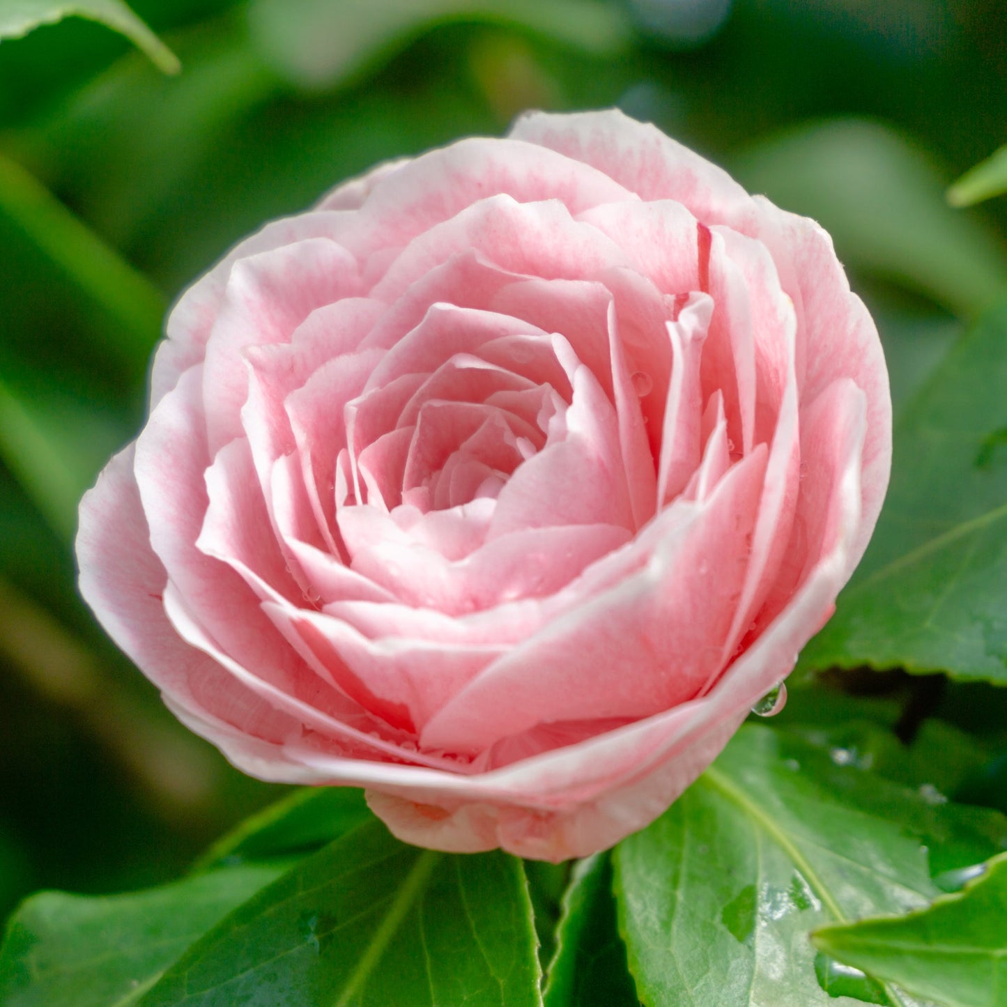 Camellia japonica Bonomiana 40-50cm / 90-100cm