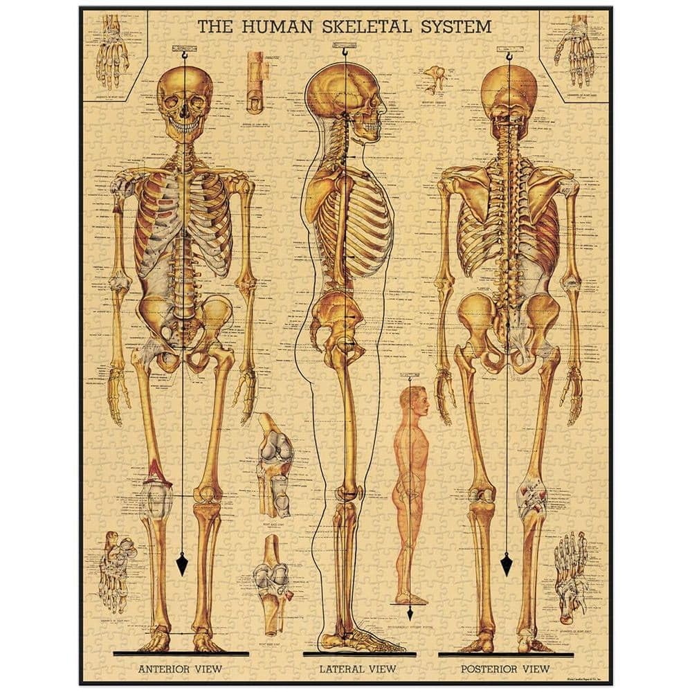 CAVANILLI & CO. Cavallini Skeletal System 1,000-Piece Puzzle – Vintage Archive Art