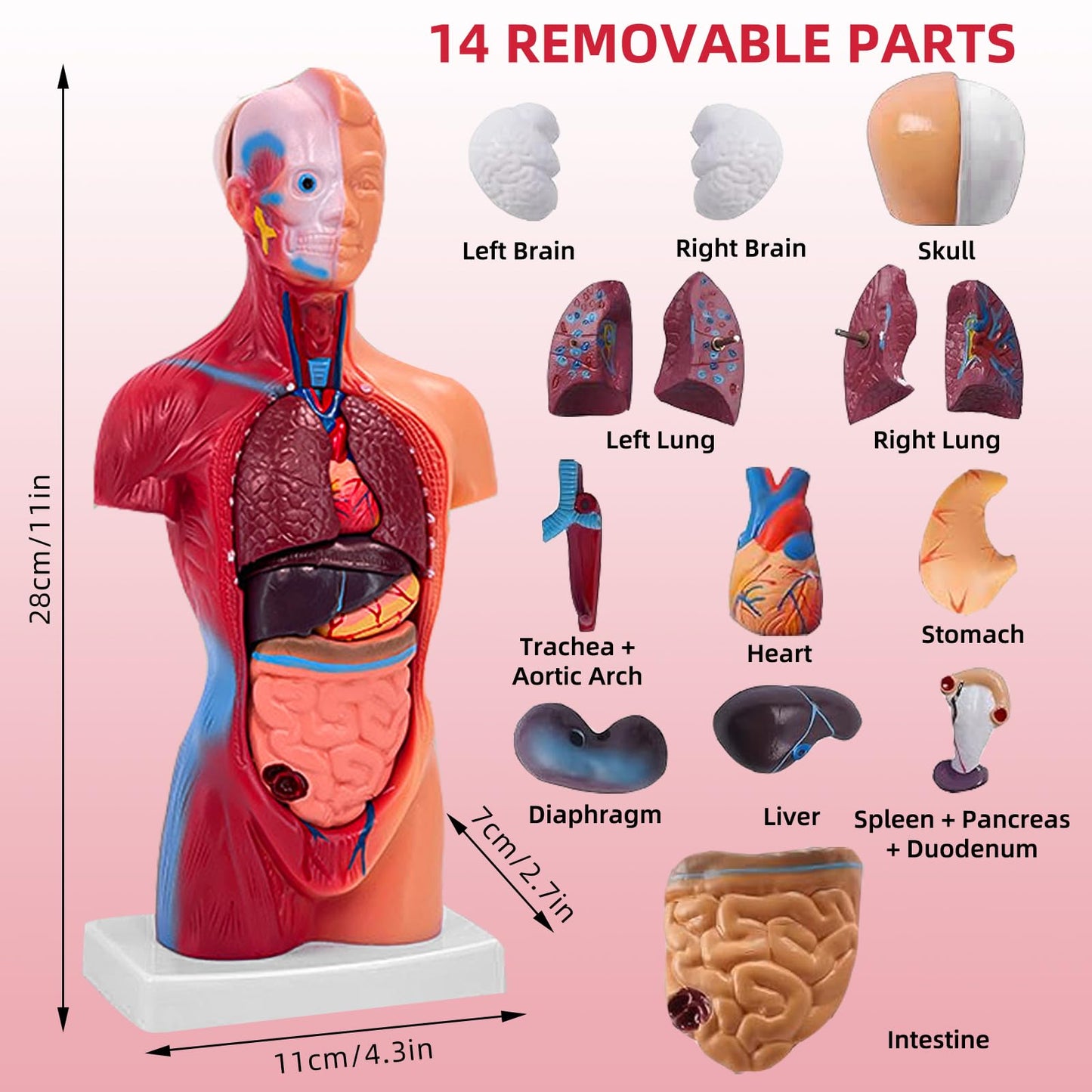 Ceonam 11-Inch Anatomy Model with 15 Detachable Parts – Educational Torso