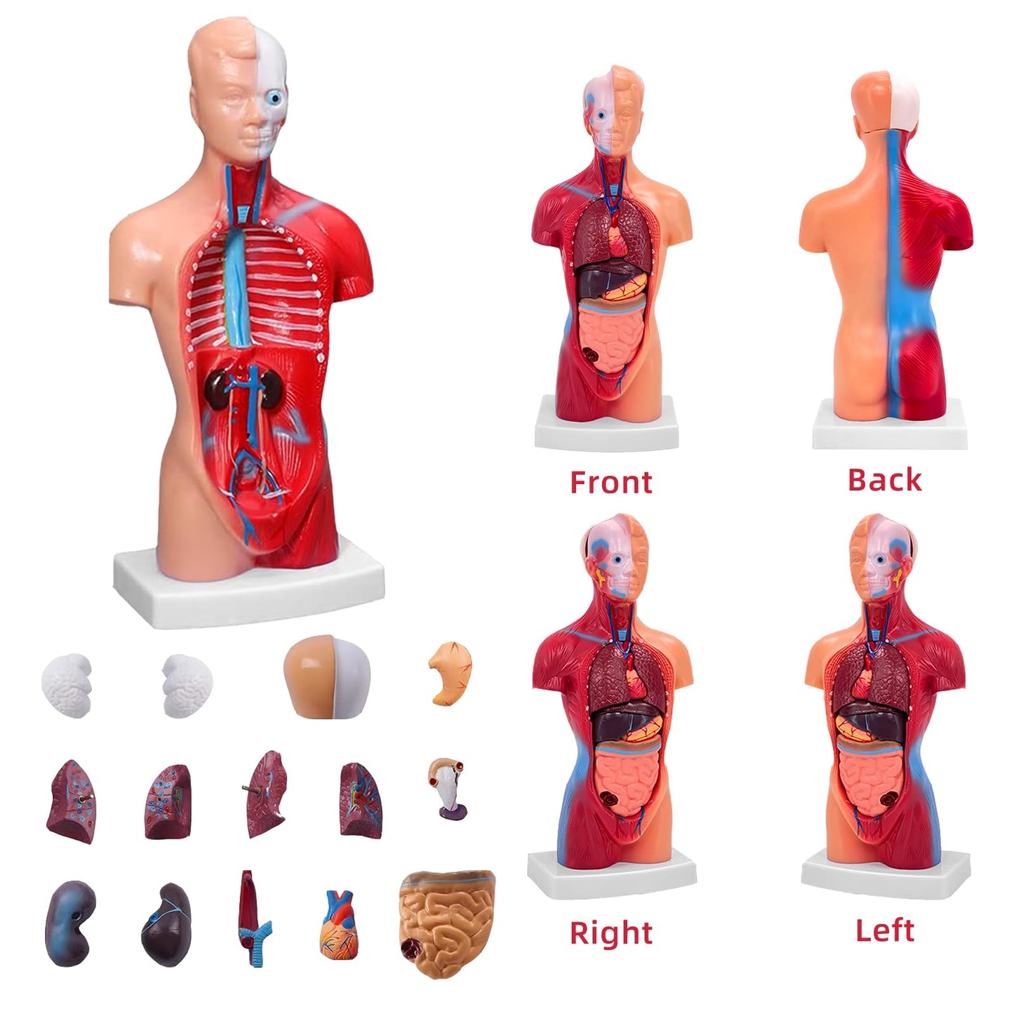 Ceonam 11-Inch Anatomy Model with 15 Detachable Parts – Educational Torso
