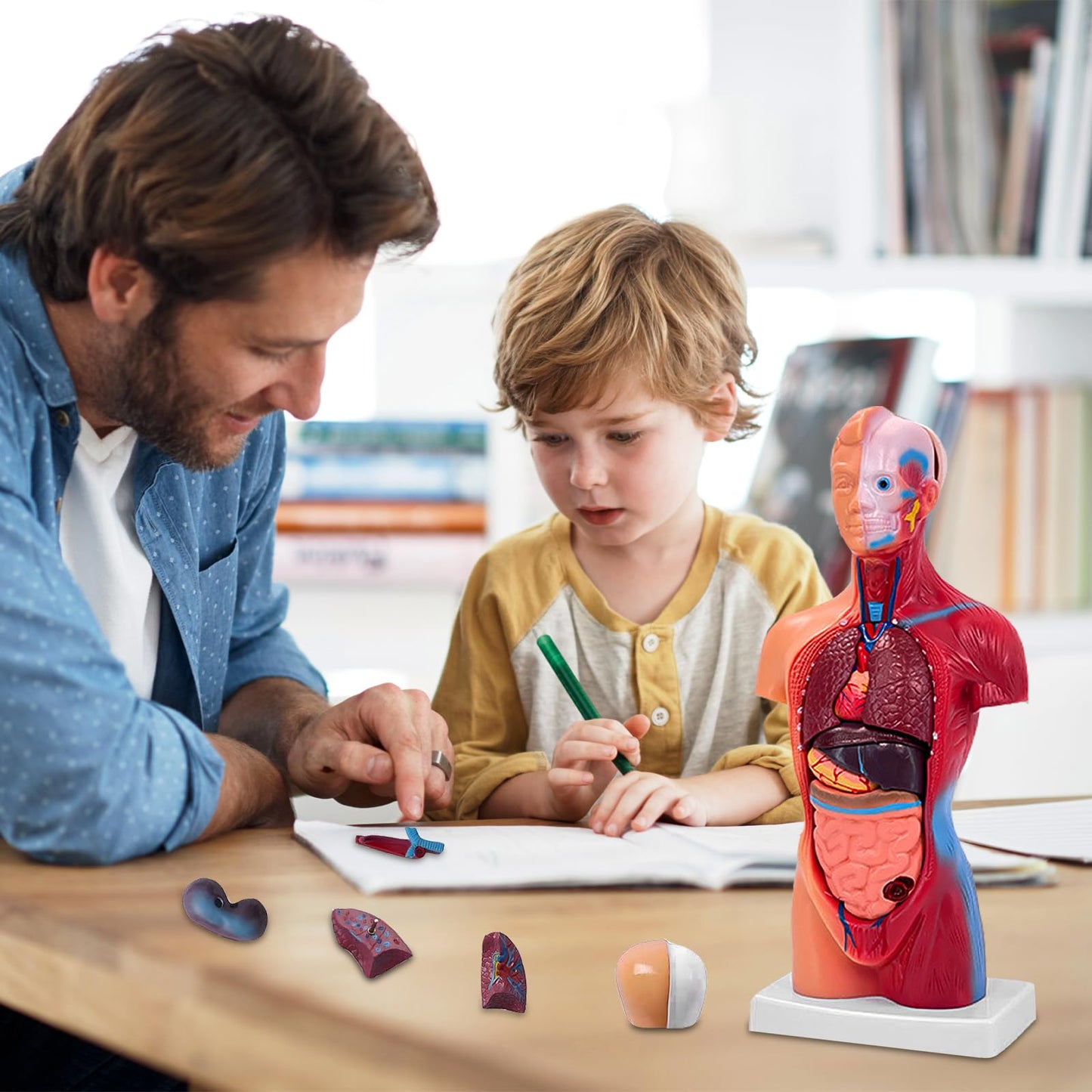 Ceonam 11-Inch Anatomy Model with 15 Detachable Parts – Educational Torso