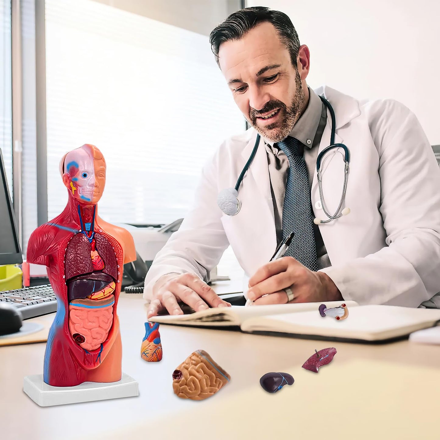 Ceonam 11-Inch Anatomy Model with 15 Detachable Parts – Educational Torso