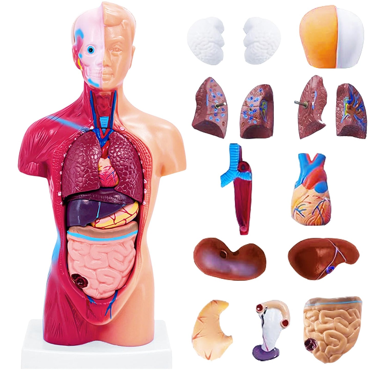 Ceonam 11-Inch Anatomy Model with 15 Detachable Parts – Educational Torso
