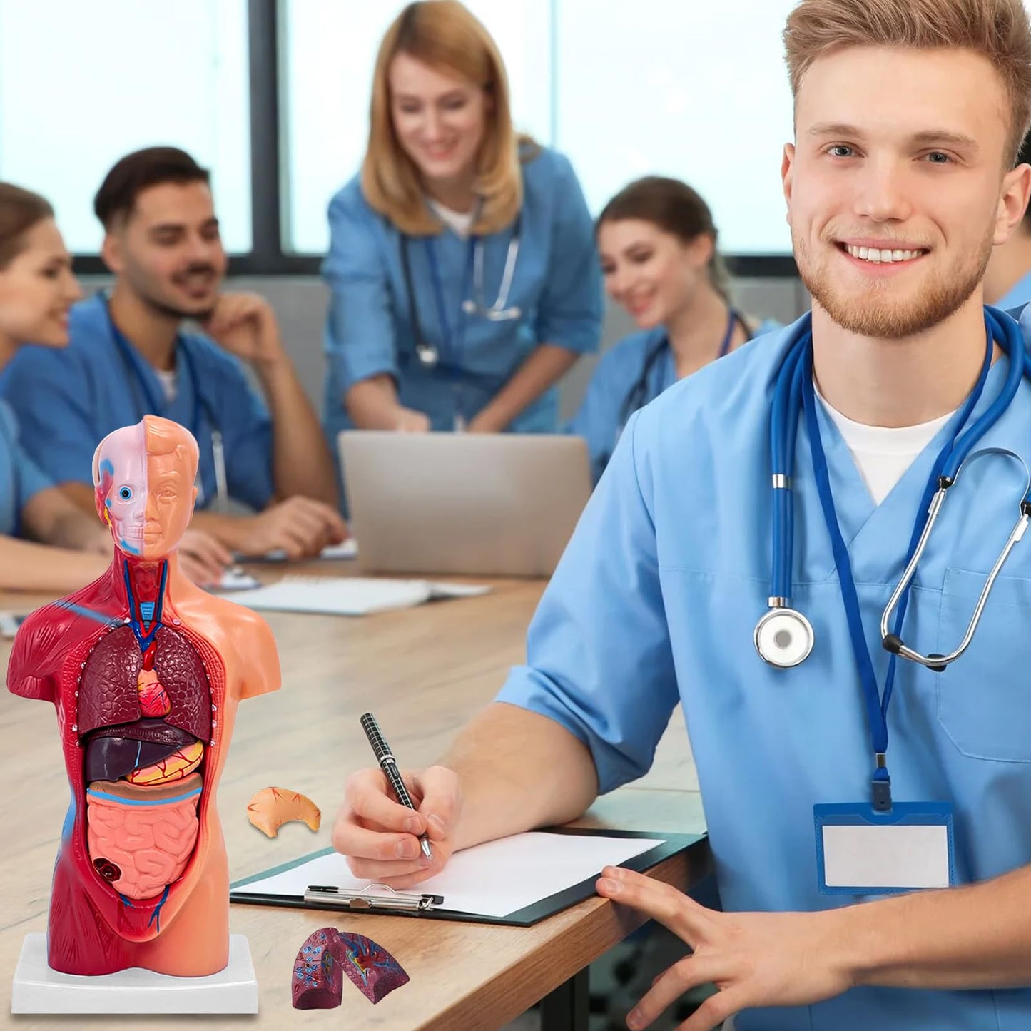Ceonam 11-Inch Anatomy Model with 15 Detachable Parts – Educational Torso