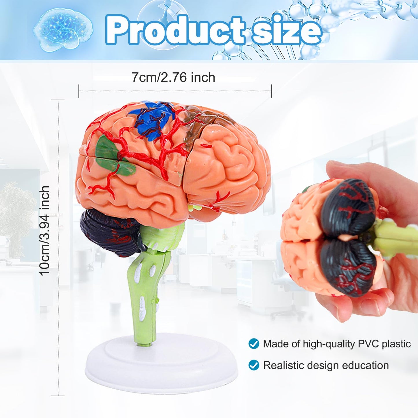 Ceonam 32-Piece DIY Small Brain Model with Stand – Anatomy Study Kit