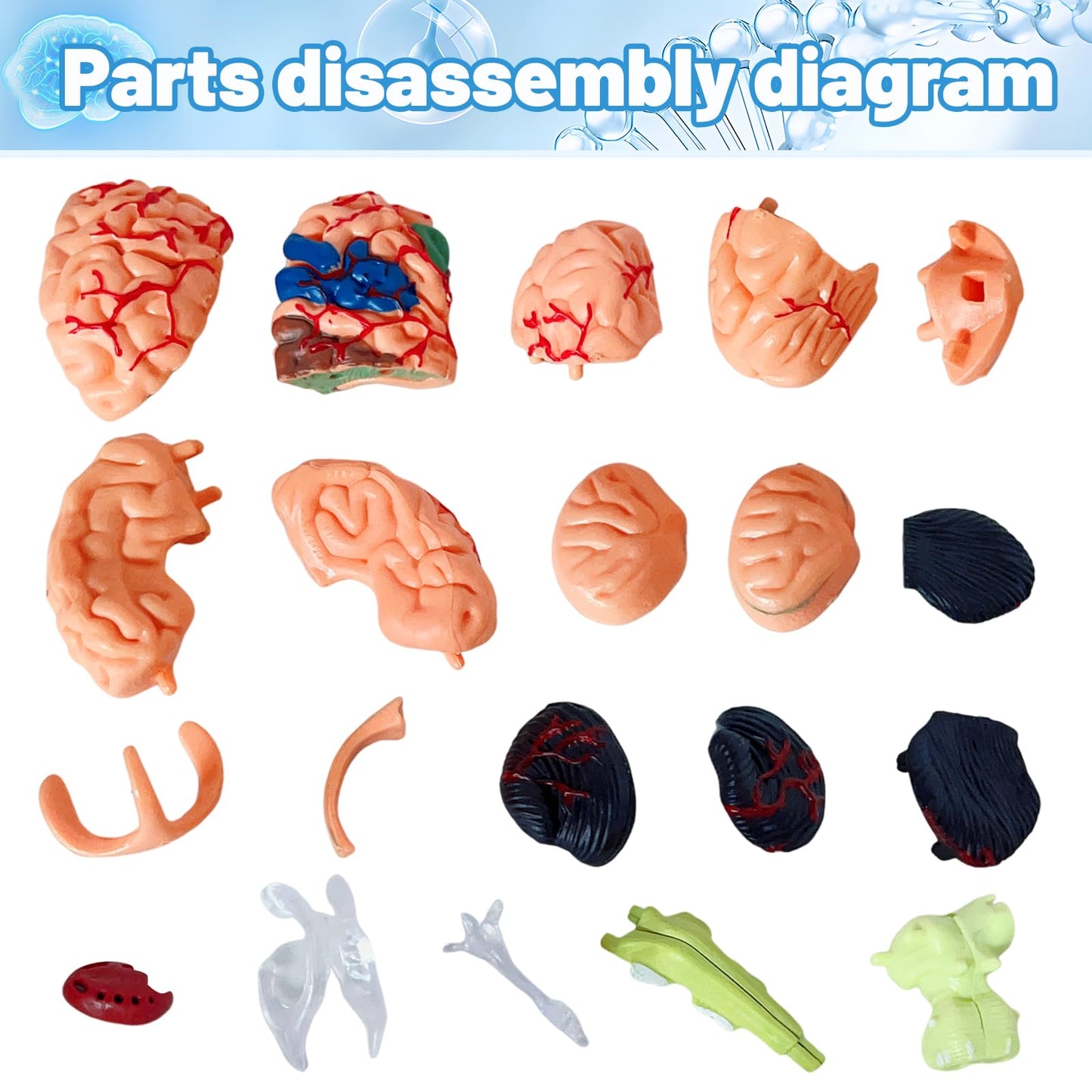 Ceonam 32-Piece DIY Small Brain Model with Stand – Anatomy Study Kit