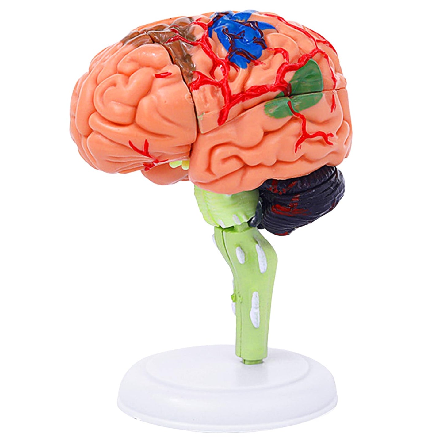Ceonam 32-Piece DIY Small Brain Model with Stand – Anatomy Study Kit