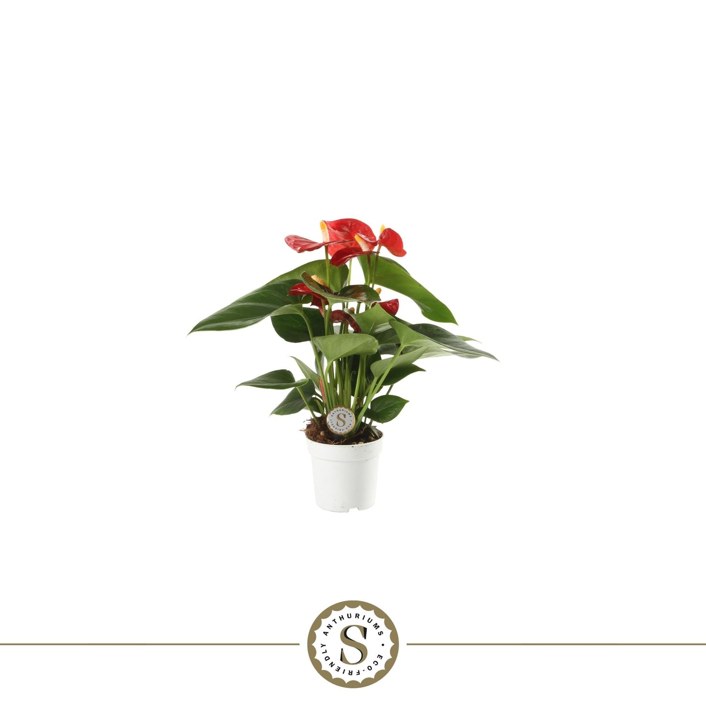 Anthurium St Red Champion