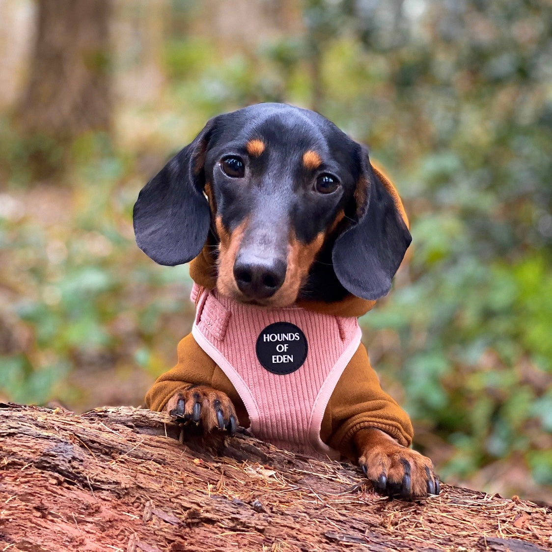 Dog Hoodie - Brown
