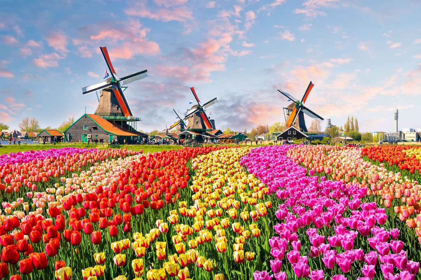 CHengQiSM 1000-Piece Jigsaw Puzzle – Holland Tulip Fields & Dutch Windmill for Adults