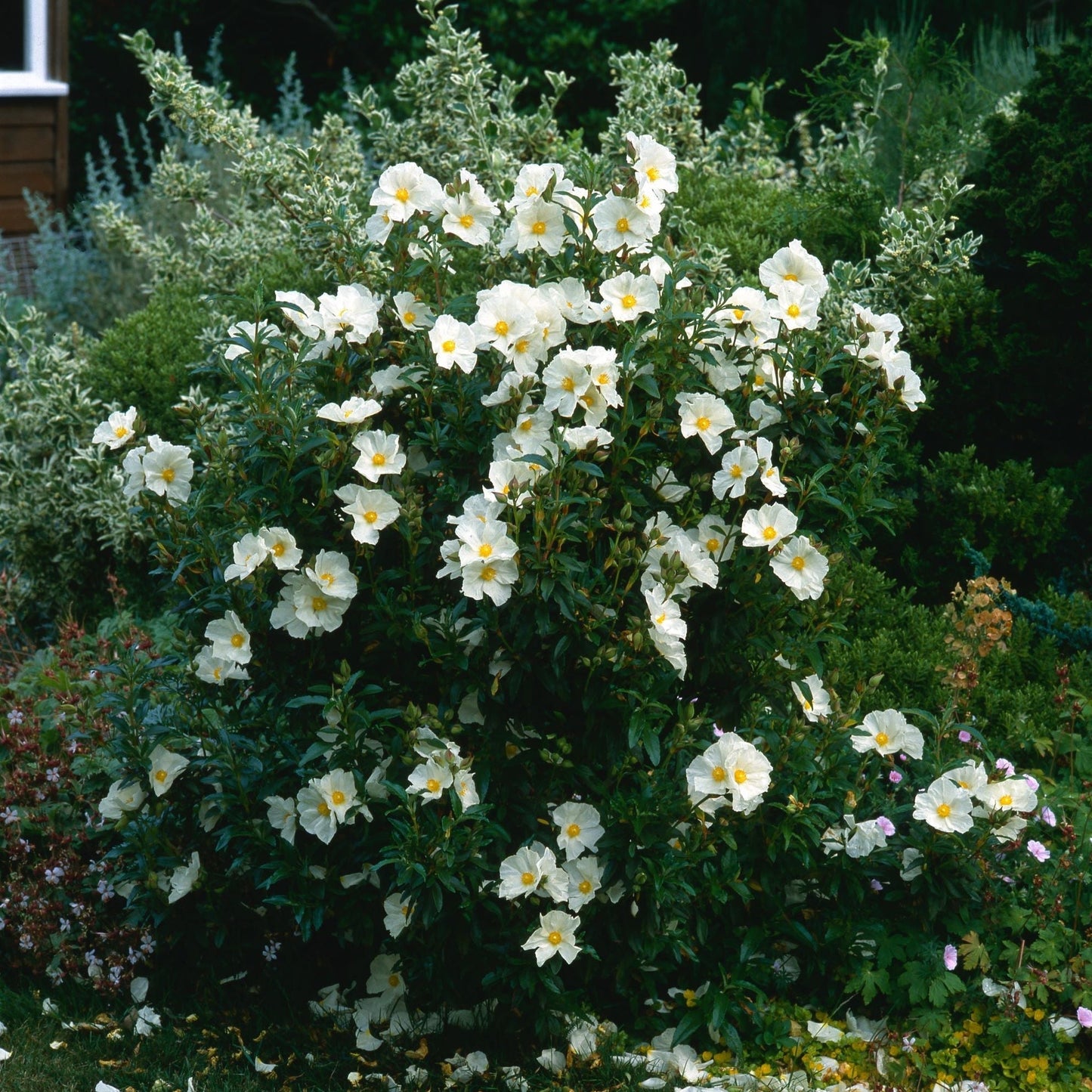 Cistus x Florentinus Rock Rose 10L
