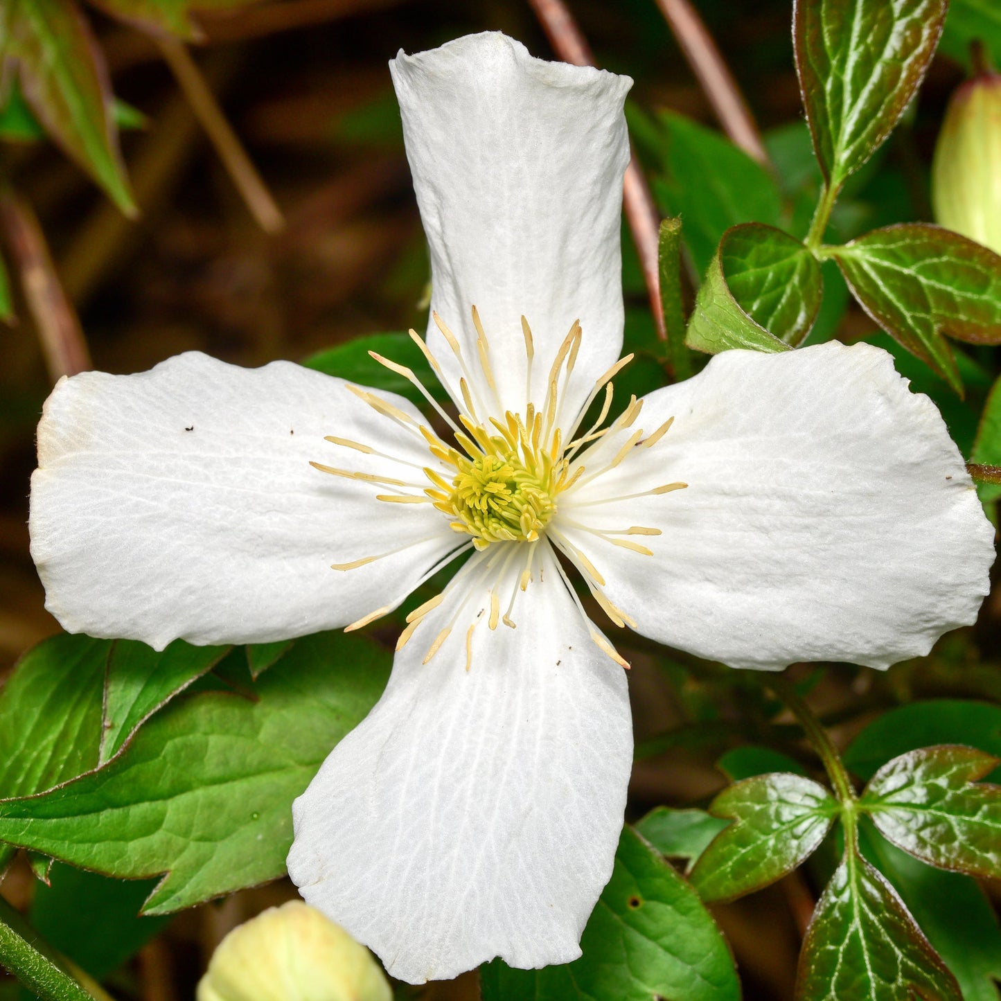 Clematis montana var. Wilsonii 60cm