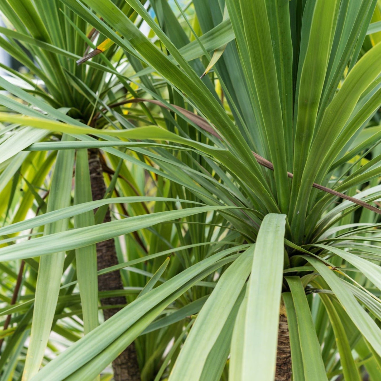 Cordyline australis Peko - Green