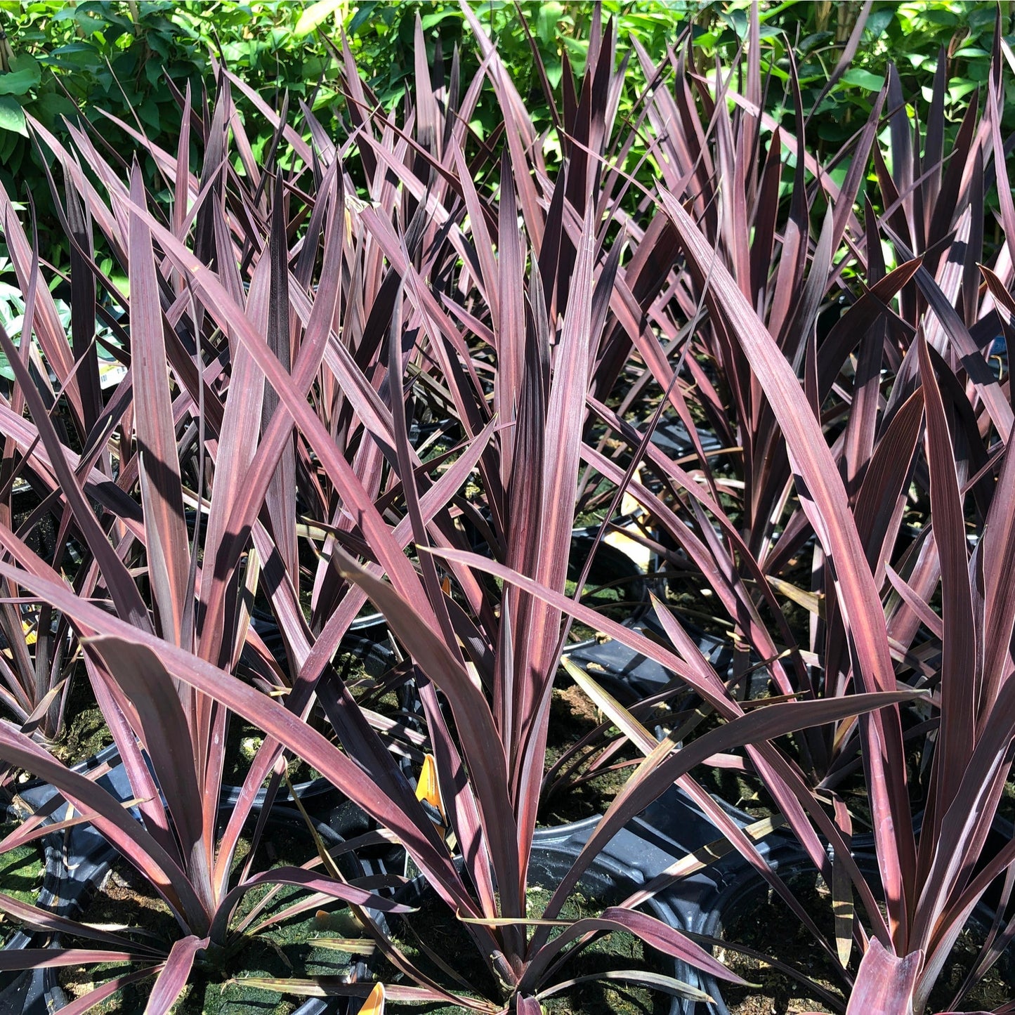Cordyline australis 'Red Star'